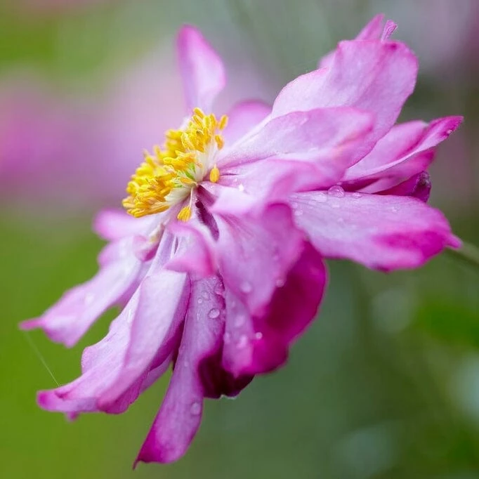 Roots Plants Anemone 'Lady Julia' Perennials 5 Roots Plants Anemone 'Lady Julia' Perennials