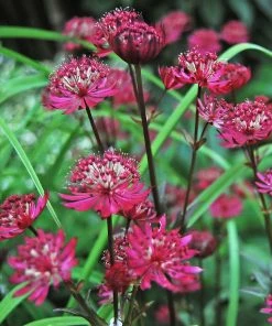 Roots Plants Astrantia 'Star Of Love' Perennials