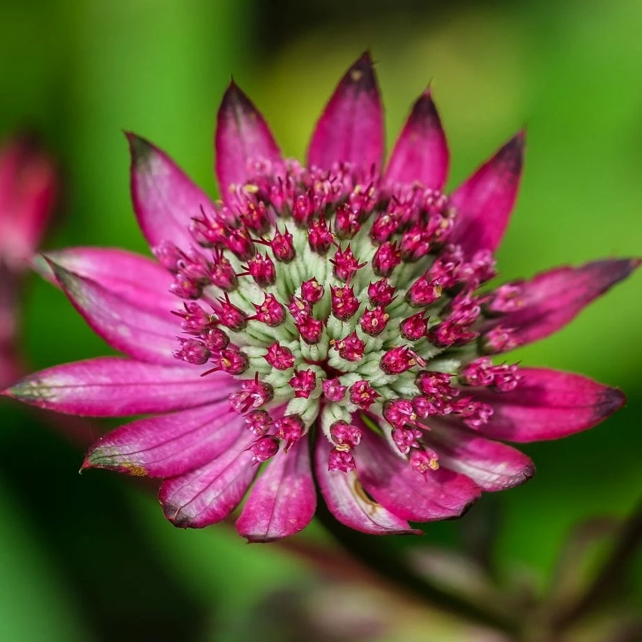 Roots Plants Astrantia 'Star Of Love' Perennials 5 Roots Plants Astrantia 'Star Of Love' Perennials