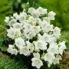 Roots Plants Campanula 'Alba' Perennials 2 Roots Plants Campanula 'Alba' Perennials