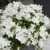 Roots Plants Campanula 'Pristar White' Perennials 2 Roots Plants Campanula 'Pristar White' Perennials