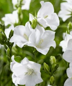 Roots Plants Campanula 'Pristar White' Perennials 7 Roots Plants Campanula 'Pristar White' Perennials