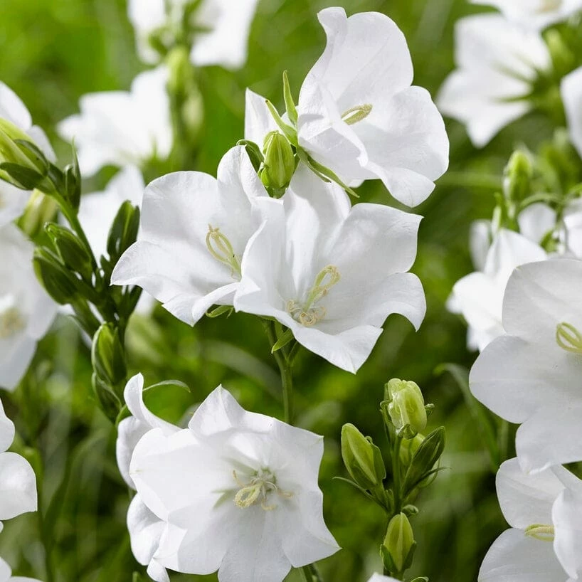 Roots Plants Campanula 'Pristar White' Perennials 5 Roots Plants Campanula 'Pristar White' Perennials