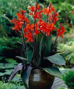 Roots Plants Canna 'Cannova Bronze Orange'