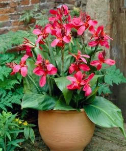 Roots Plants Canna 'Cannova Rose' Perennials