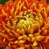 Roots Plants Perennials Chrysanthemum 'Allouise Orange'