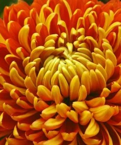 Roots Plants Perennials Chrysanthemum 'Allouise Orange'