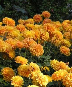 Roots Plants Perennials Chrysanthemum 'Allouise Orange' 7 Roots Plants Perennials Chrysanthemum 'Allouise Orange'