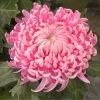 Roots Plants Chrysanthemum 'Allouise Pink' Perennials