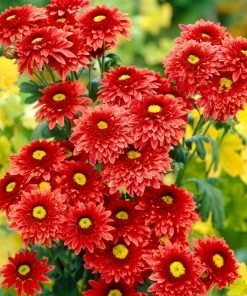 Roots Plants Chrysanthemum 'Beppie Red'