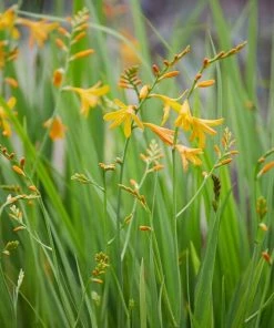 Roots Plants Crocosmia 'George Davison' Perennials