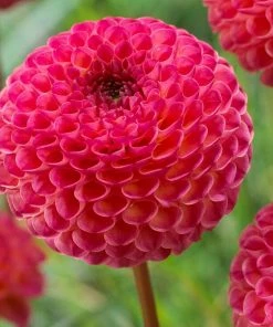 Roots Plants Dahlia 'Burlesca'