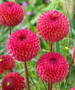 Roots Plants Dahlia 'Burlesca'