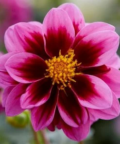 Roots Plants Dahlias Dahlia 'Dahlietta Surprise Demi'