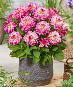 Roots Plants Dahlia 'Sincerity Rose Bicolour'