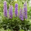 Roots Plants Perennials Delphinium 'Delgenius Breezin'