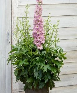 Roots Plants Delphinium 'Delgenius Juliette'