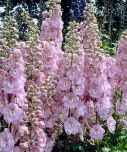 Roots Plants Perennials Delphinium'elatum Strawberry Fair'