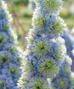 Roots Plants Perennials Delphinium 'Highlander Crystal Delight'