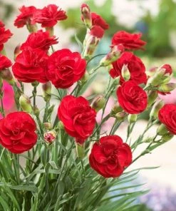 Roots Plants Perennials Dianthus'Scented Passion'