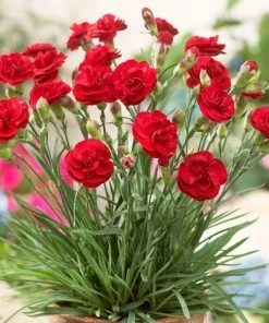 Roots Plants Perennials Dianthus 'Scented Passion' 5 Roots Plants Perennials Dianthus 'Scented Passion'