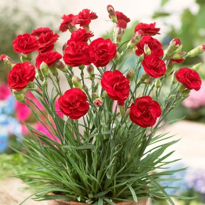 Roots Plants Perennials Dianthus 'Scented Passion' 4 Roots Plants Perennials Dianthus 'Scented Passion'