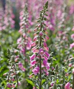 Roots Plants Foxglove 'Pink Panther' | Digitalis Perennials