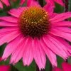 Roots Plants Echinacea 'Sensation Pink' Perennials 2 Roots Plants Echinacea 'Sensation Pink' Perennials