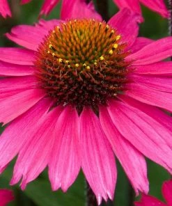 Roots Plants Echinacea'Sensation Pink' Perennials