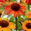 Roots Plants Perennials Echinacea 'Sunseekers Orange' 1 Roots Plants Perennials Echinacea 'Sunseekers Orange'