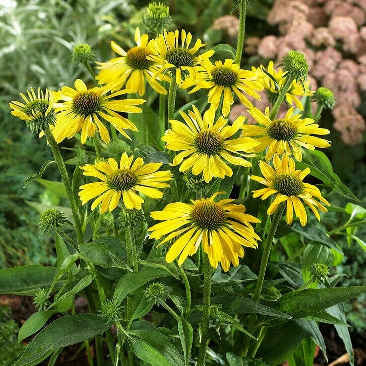 Roots Plants Echinacea 'Sunseekers Yellow' Perennials 4 Roots Plants Echinacea 'Sunseekers Yellow' Perennials