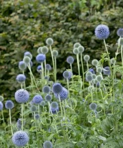 Roots Plants Echinops 'Taplow Blue'