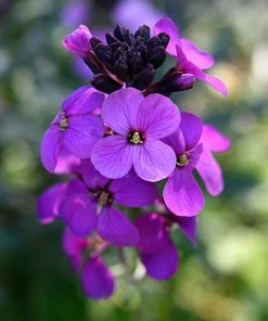 Roots Plants Perennials Erysimum 'Wallflower Poem Lilac'