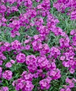 Roots Plants Perennials Erysimum 'Wallflower Poem Lilac'