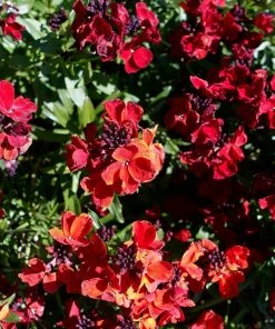 Roots Plants Erysimum 'Wallflower Winter Passion' Perennials