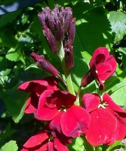 Roots Plants Erysimum 'Wallflower Winter Passion' Perennials