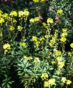 Roots Plants Perennials Erysimum 'Wallflower Winter Power'