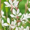 Roots Plants Perennials Gaura 'Whirling Butterflies'