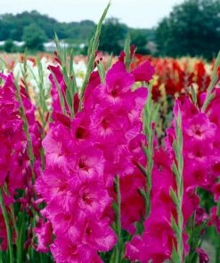 Roots Plants Perennials Gladioli 'Fidelio'