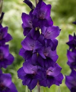 Roots Plants Gladioli'Purple Flora' Perennials