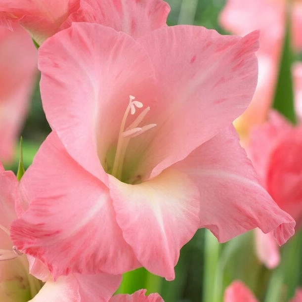 Roots Plants Gladioli 'Rose Supreme' Perennials 4 Roots Plants Gladioli 'Rose Supreme' Perennials