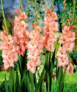 Roots Plants Gladioli 'Rose Supreme' Perennials 7 Roots Plants Gladioli 'Rose Supreme' Perennials