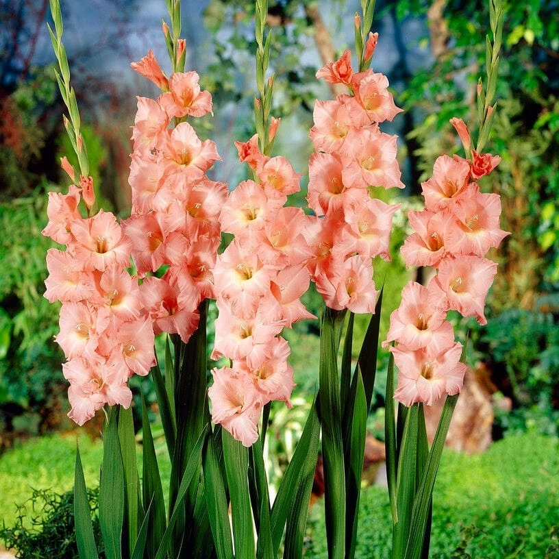 Roots Plants Gladioli 'Rose Supreme' Perennials 5 Roots Plants Gladioli 'Rose Supreme' Perennials