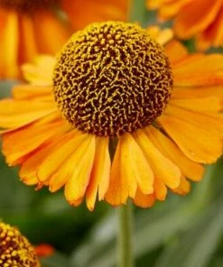 Roots Plants Helenium 'Short N Sassy'