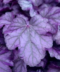 Roots Plants Perennials Heuchera 'Wildberry' 5 Roots Plants Perennials Heuchera 'Wildberry'