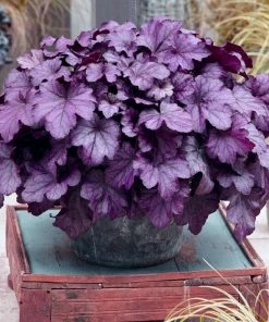 Roots Plants Perennials Heuchera'Wildberry'