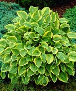 Roots Plants Hosta 'Gold Tiara'