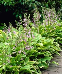 Roots Plants Hosta 'Gold Tiara'