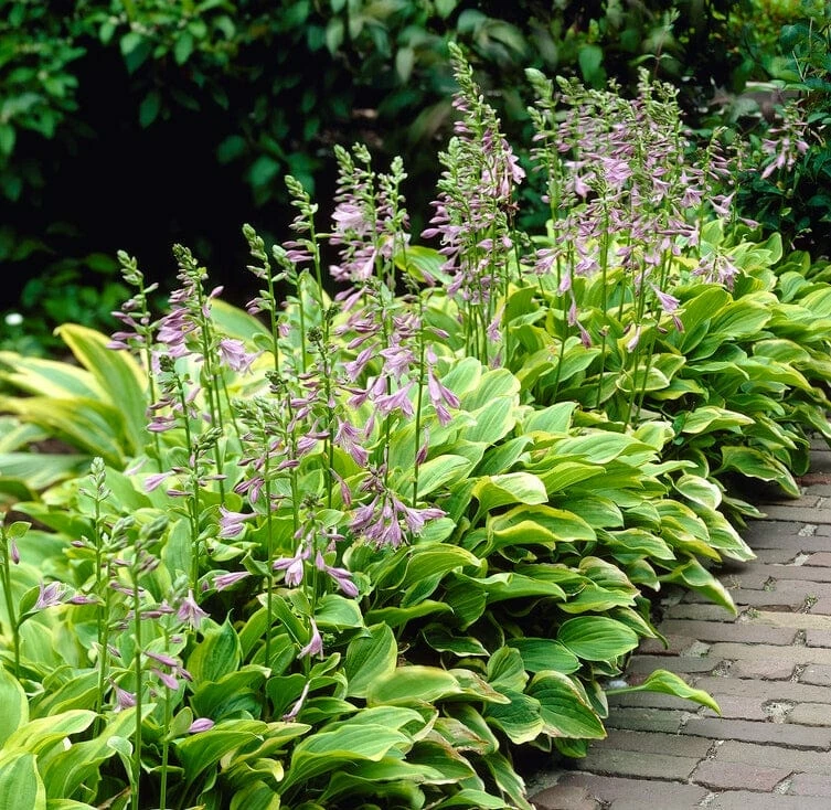 Roots Plants Hosta 'Gold Tiara' 4 Roots Plants Hosta 'Gold Tiara'