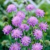 Roots Plants Perennials Knautia 'Melton Pastels'